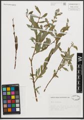 Foto von Salix purpurea L.